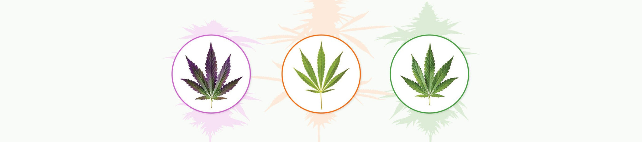 Indica, Sativa, and Hybrid Cannabis Plants