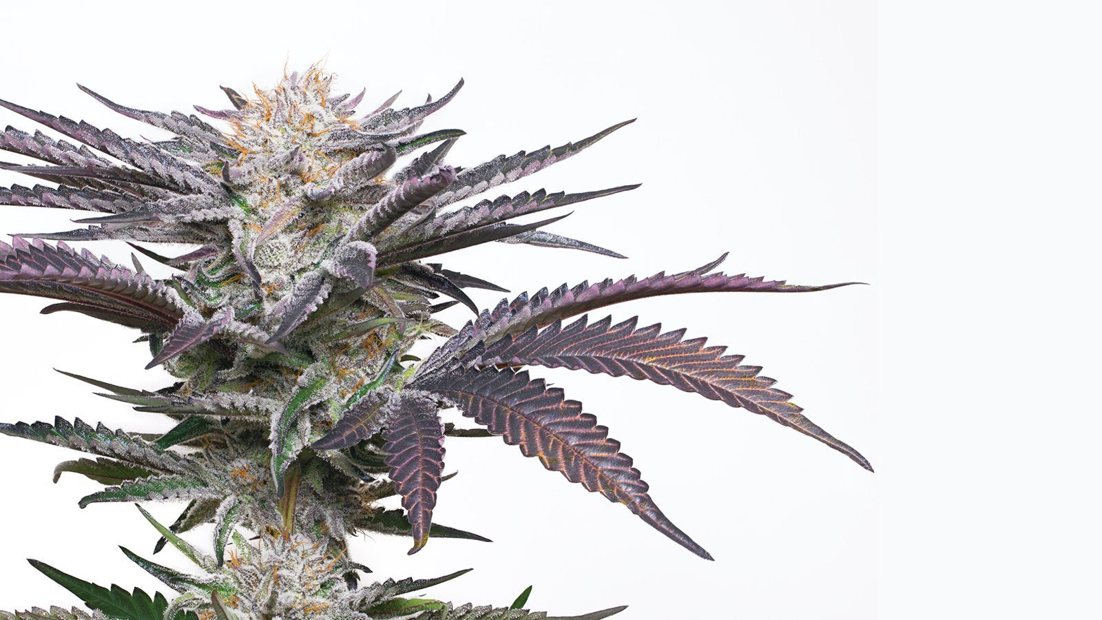 cannabis plant anatomy - BC Cannabis stores