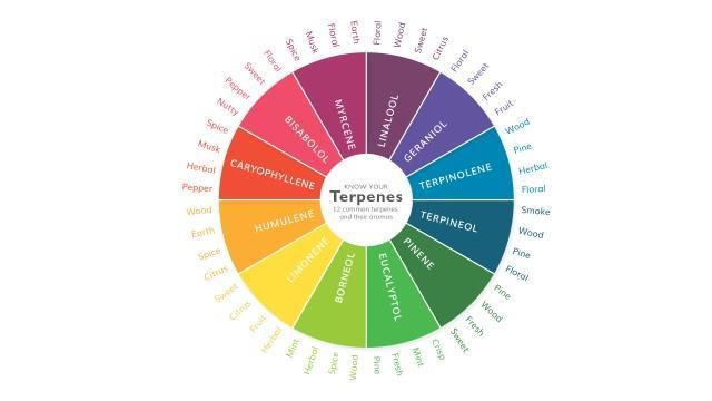 Terpenes found in cannabis - BC Cannabis Stores